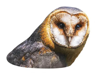 Owl 01